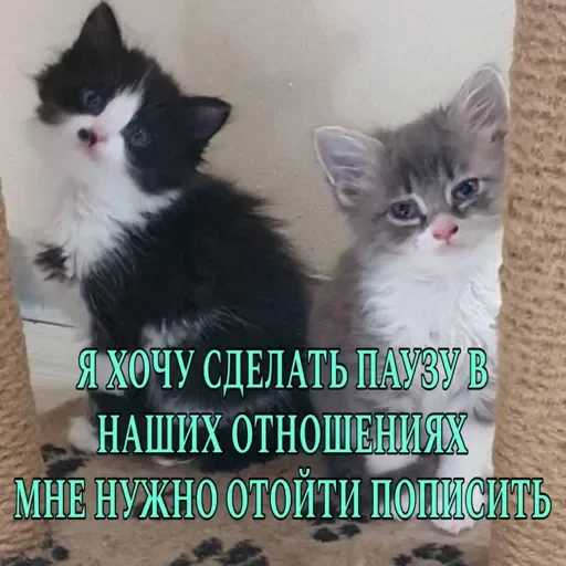 котята и мудрые мысли 2 @kittensandquotes котята и мудрые мысли 2 @kittensandquotes -
