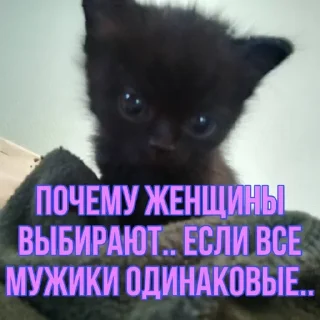 Стикер котята и мудрые мысли 2 @kittensandquotes - 0