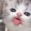 котята ✨💓 котята ✨💓 -