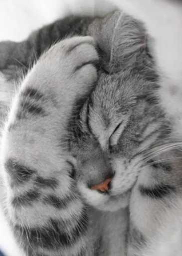 Kitties! :3 Kitties! :3 -