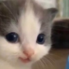 kit.lee kit.lee -