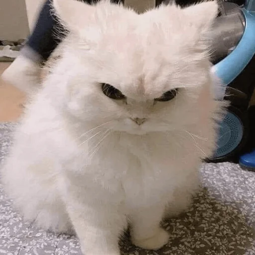 Котята для Викуси❤️ Котята для Викуси❤️ -