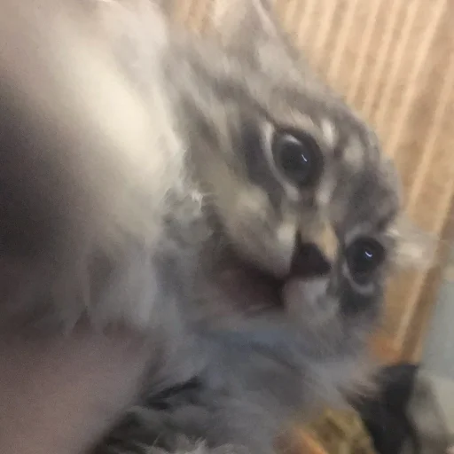 Котик Котик -