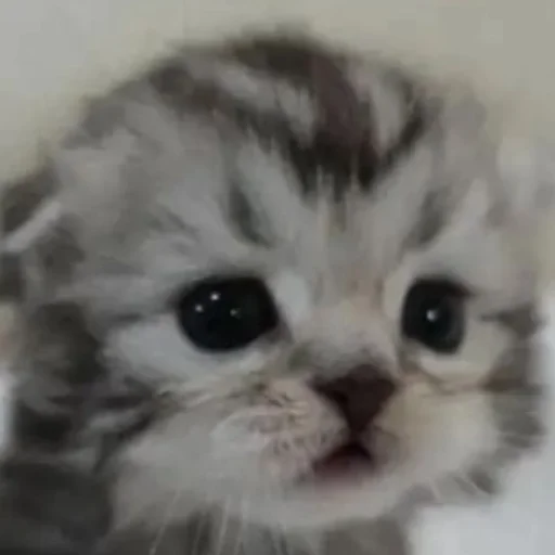 kitty kitty -