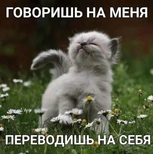 котики - наркотики котики - наркотики -
