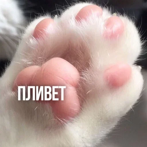 Больше стикеров тут: @stickers_memy Больше стикеров тут: @stickers_memy -