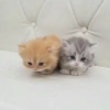 милые котики @kittyjpeg милые котики @kittyjpeg -