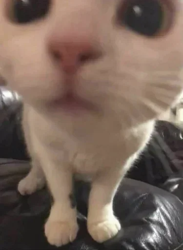 кошенята кошенята -