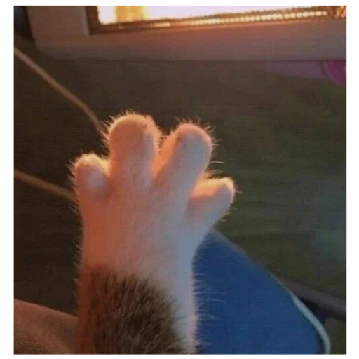 kitty kitty -