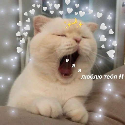 котятки