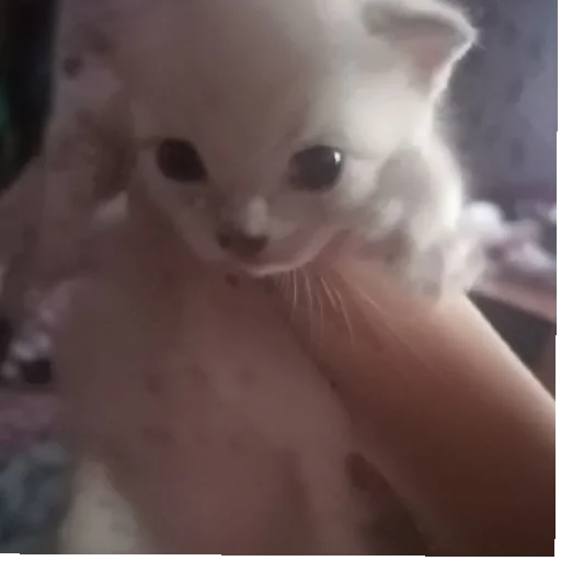 kittyy2 kittyy2 -