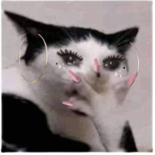 Bitch Bitch -
