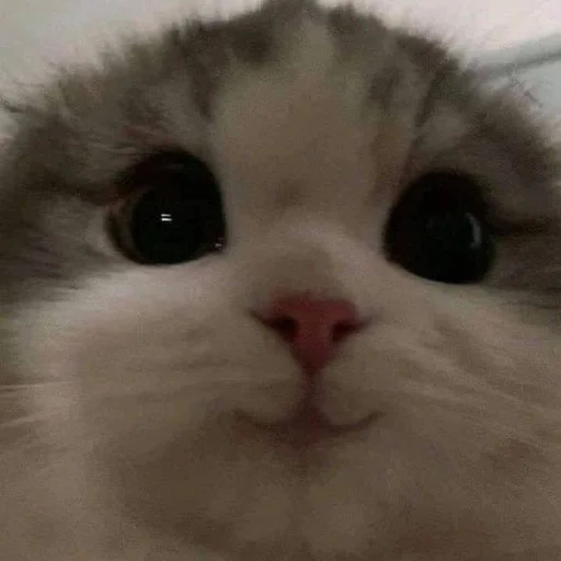 котики<3 :: @fStikBot котики<3 :: @fStikBot -