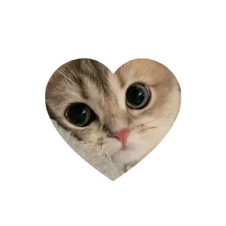 Стикер kitties love @tgstikks @iamideas @TgEmojis_bot - 0