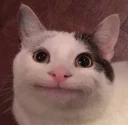 k o c h e n g k o c h e n g - кошка