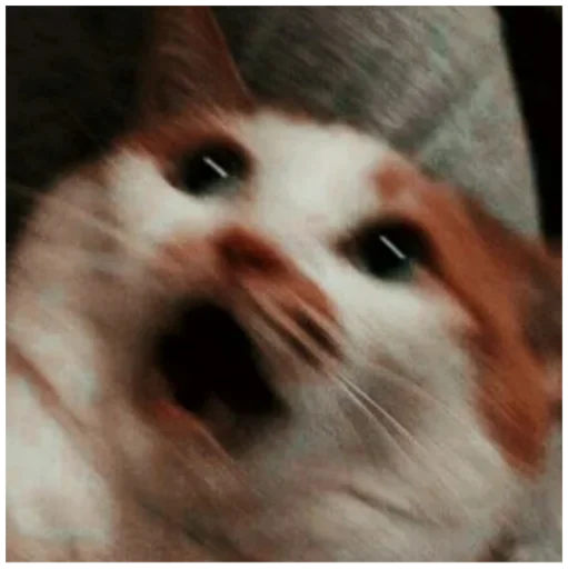 animal animal mammal small to medium-sized cats
