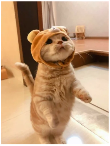 indoor indoor animal pet
