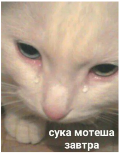 animal animal mammal cat