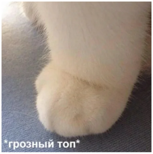 fur fur animal small to medium-sized cats