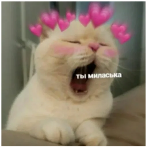 mammal mammal animal felidae