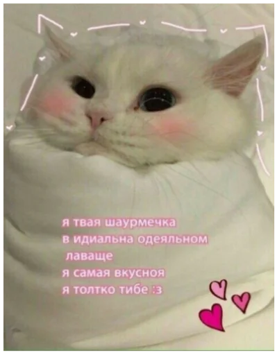 text text small to medium-sized cats mammal
