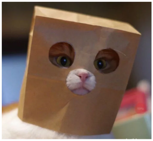 cat cat toy animal