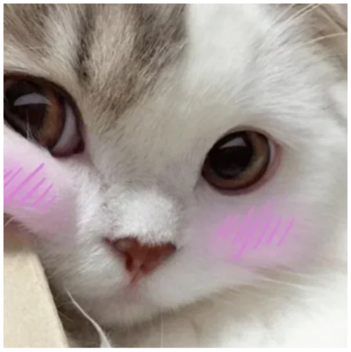 mammal mammal animal cat