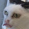 Котэ Котэ - животное