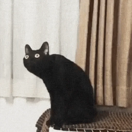 кошки малого и среднего размера кошки малого и среднего размера кошачьи чёрная кошка