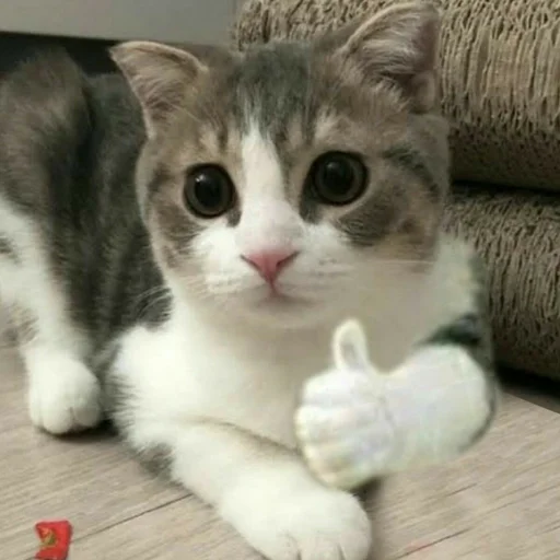 животное животное млекопитающее кошка