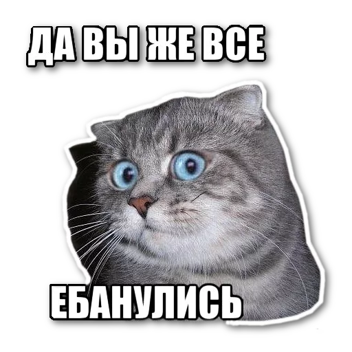 котэпак котэпак -