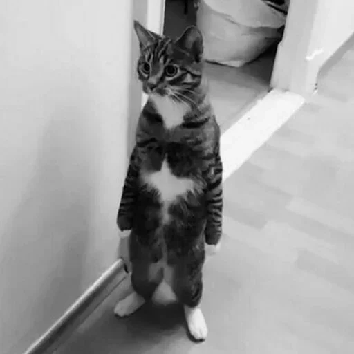 Котейки @anime4_arts Котейки @anime4_arts -
