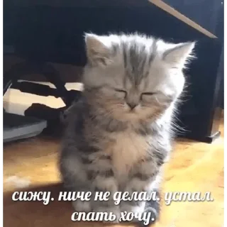 Стикер котики) - 0