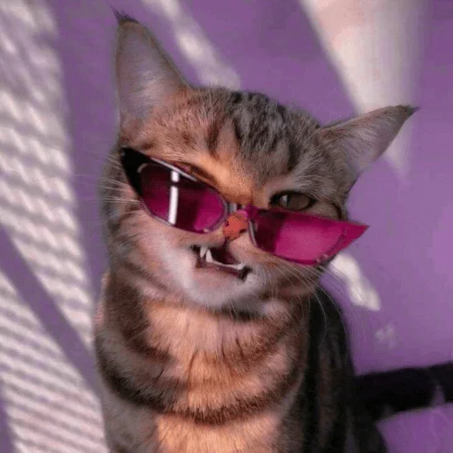 котики х2 @zauxsa @emojis4 котики х2 @zauxsa @emojis4 -