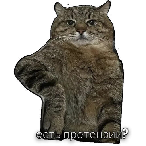 котики котики -