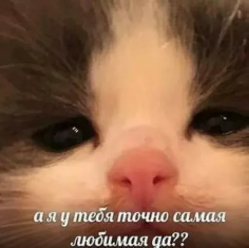 Мемчики @kotiki_sticks Мемчики @kotiki_sticks -