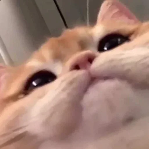котики | atikd котики | atikd -