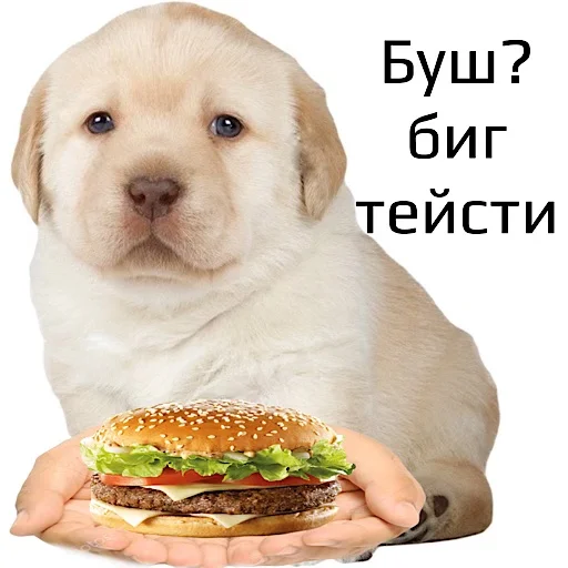 animal fast food hamburger