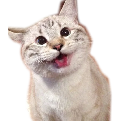 Котейчики