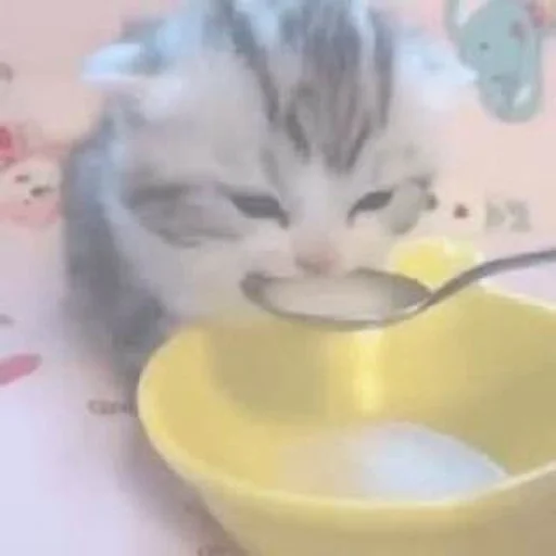 котятки такие милые :: @fStikBot котятки такие милые :: @fStikBot -