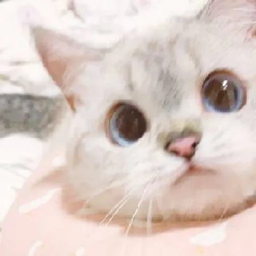 котики зайки гав by @fStikBot котики зайки гав by @fStikBot -