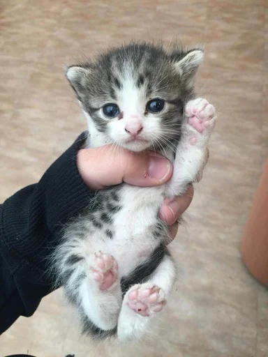 Котики @anime_sticks Котики @anime_sticks - animal