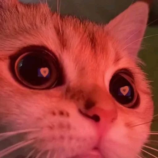 @ahnoee :: @fStikBot @ahnoee :: @fStikBot - cat