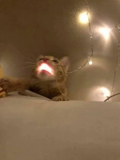 cat animal mammal