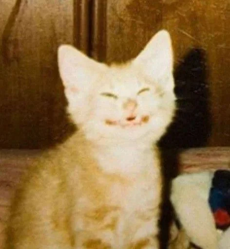 animal mammal cat
