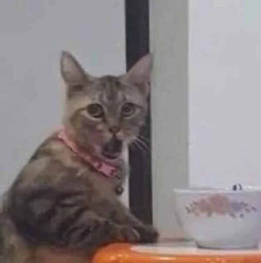 animal cat mammal