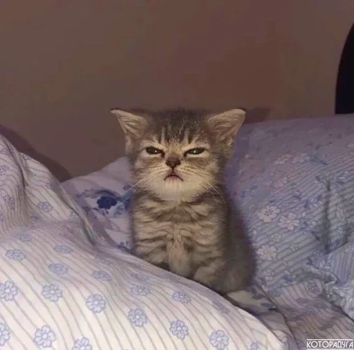 animal mammal cat