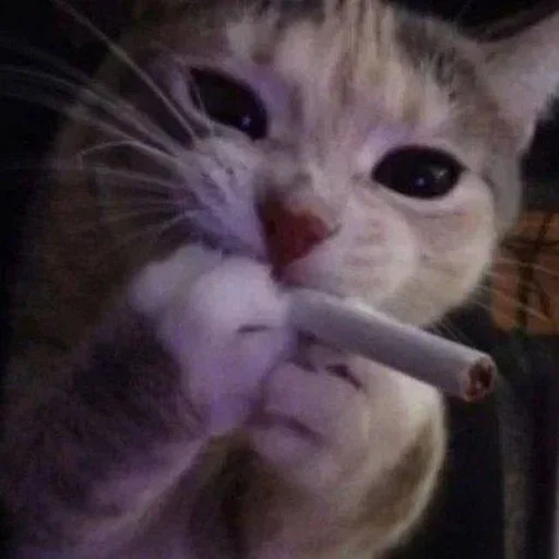 small to medium-sized cats whiskers indoor