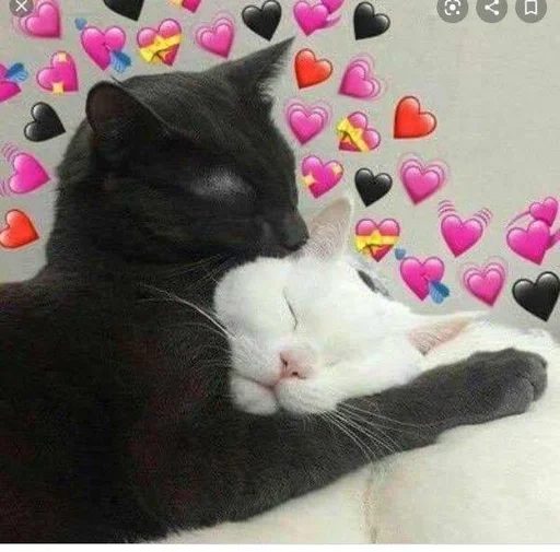 small to medium-sized cats animal felidae