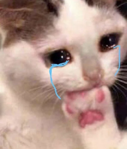 mammal animal cat